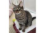 Adopt Mochi a Domestic Shorthair / Mixed cat in Santa Rosa, CA (38226591)