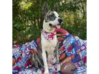 Adopt Keava a Catahoula Leopard Dog