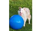 Adopt Pip a Australian Shepherd