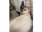 Adopt Thyme a White Domestic Shorthair (short coat) cat in Boerne, TX (38286587)