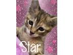 Adopt Star a Brown Tabby Domestic Shorthair / Mixed (short coat) cat in Brea