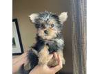 Yorkshire Terrier Puppy for sale in Newark, NJ, USA