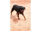 Adopt Claire a Rottweiler