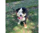 Australian Shepherd Puppy for sale in Old Town, FL, USA