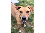 Adopt Candy a Brown/Chocolate - with White Labrador Retriever / Mixed Breed