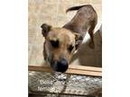 Adopt Bella a Labrador Retriever, Mixed Breed