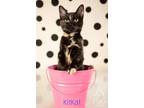 Adopt MOLLY & KIT KAT a Bombay, Domestic Short Hair