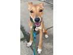 Adopt Zabby a Red/Golden/Orange/Chestnut Labrador Retriever / Collie / Mixed dog