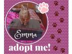 Adopt Emma a American Shorthair