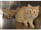 Adopt Denali a Orange or Red Tabby Domestic Longhair (long coat) cat in