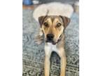 Adopt Lyanna a Brown/Chocolate Mixed Breed (Large) / Mixed dog in Kansas City