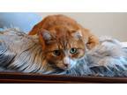 Adopt Mr. Meowgi a Orange or Red (Mostly) Domestic Shorthair / Mixed (short