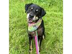 Adopt Pickle a Black Labrador Retriever / Mixed dog in Austin, TX (35515705)