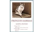 Adopt Princess Harrah a White (Mostly) Domestic Shorthair / Mixed (short coat)