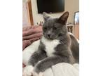 Adopt Fallon 'Belle' - LAP CAT! a Gray or Blue (Mostly) Domestic Shorthair /