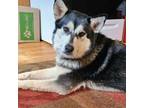 Adopt Hannah a Alaskan Malamute, Husky