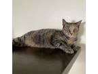 Adopt Dakota a Domestic Short Hair