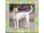 Adopt Cora a Cattle Dog, German Shepherd Dog