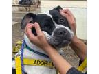 Adopt Bessy Boo a Boxer, Mixed Breed