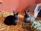 Adopt Lily & Blackberry a Bunny Rabbit