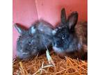 Adopt Primrose & Clover a Bunny Rabbit