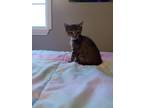 Adopt TACO a Domestic Shorthair / Mixed (short coat) cat in Gloucester