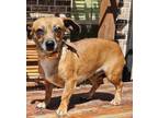 Adopt Marge - bonded with Homer a Brown/Chocolate - with White Dachshund /