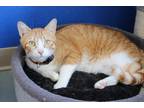 Adopt Picky a Orange or Red Domestic Shorthair / Domestic Shorthair / Mixed cat