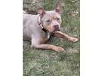 Adopt Skinz a Pit Bull Terrier / Mixed dog in Mandan, ND (38113057)