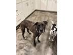 Adopt Kash a Brindle Boxer / American Staffordshire Terrier / Mixed dog in Salt