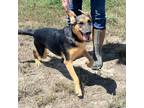 Adopt Roxy Dea JuM a Black Beagle / Shepherd (Unknown Type) / Mixed dog in