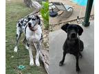 Adopt Artemis a Great Dane, Mixed Breed