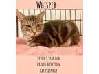 Adopt Whisper (FCID# 10/13/2022 - 60) C a Gray, Blue or Silver Tabby Domestic