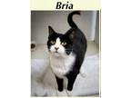 Adopt Bria (FCID# 07/20/2022 - 46) C a Black & White or Tuxedo Domestic