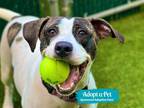 Adopt Venus a Mixed Breed (Medium) / Mixed dog in New York, NY (37562287)