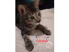 Adopt Tuesday!! a Brown Tabby Domestic Shorthair (short coat) cat in San Diego