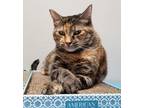 Adopt Mia a Calico or Dilute Calico Domestic Shorthair / Mixed (short coat) cat