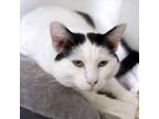 Adopt Grace- Chino Hills Location a White Domestic Shorthair / Mixed cat in