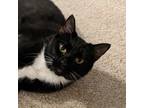 Adopt Florence a All Black Domestic Shorthair / Mixed cat in Durham