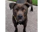 Adopt Ducky a American Staffordshire Terrier dog in Whitestone, NY (38302695)