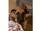 Adopt Regis 2022-003 a Brown/Chocolate - with Black Shepherd (Unknown Type) /