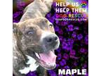 Adopt Maple a American Bully, Pit Bull Terrier