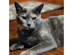 Adopt Dolly a Domestic Short Hair