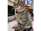 Adopt Rachel a Brown Tabby Domestic Shorthair cat in Richardson, TX (38192439)