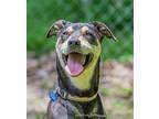 Adopt Andy aka Dee Boo a Hound (Unknown Type) / American Pit Bull Terrier /