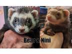 Adopt Nini & Bear a Sable Ferret small animal in Phoenix, AZ (38252248)