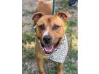 Adopt Jaddius a Labrador Retriever / American Staffordshire Terrier / Mixed dog