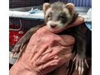 Adopt Cameron a Sable Ferret small animal in Phoenix, AZ (38252176)