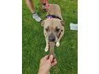 Adopt Stroll down Penny Lane a American Staffordshire Terrier
