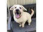 Adopt Russell a White Terrier (Unknown Type, Medium) / Mixed dog in Elmsford